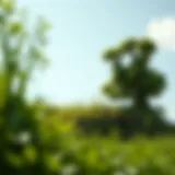 Symbol of Sustainable Growth A thriving green landscape symbolizing environmental sustainability