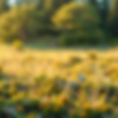 Identifying Suitable Land for Financing Land suitable for VA loan financing